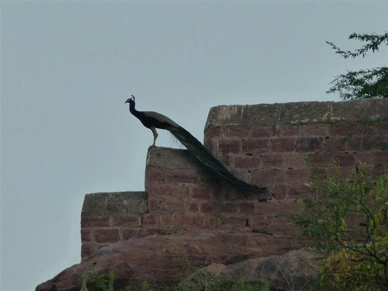 Rajasthan 2011-09-24 18-17-15 (P1040800) (Large).JPG